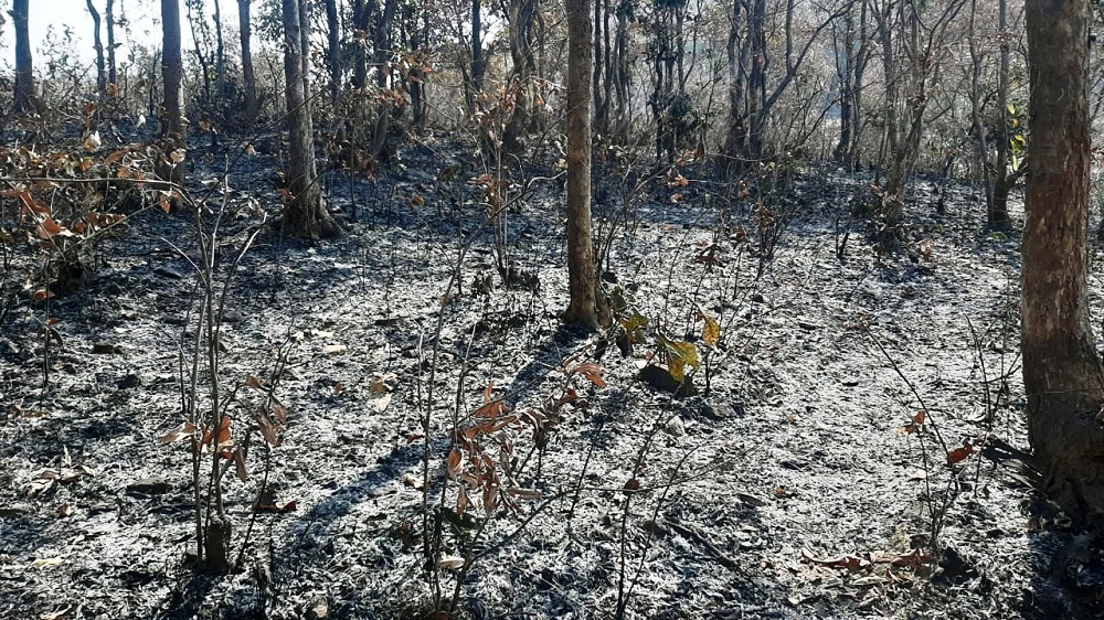 पाली वनपरिक्षेत्र के नेवसा जंगल में लगी आग, पेड़-पौधे हो रहे नष्ट