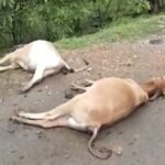 हाईवे पर मवेशियों की मौत का सिलसिला जारी, ग्रामीणों ने दी आंदोलन की चेतावनी